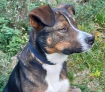 Chien BJORN à l adoption