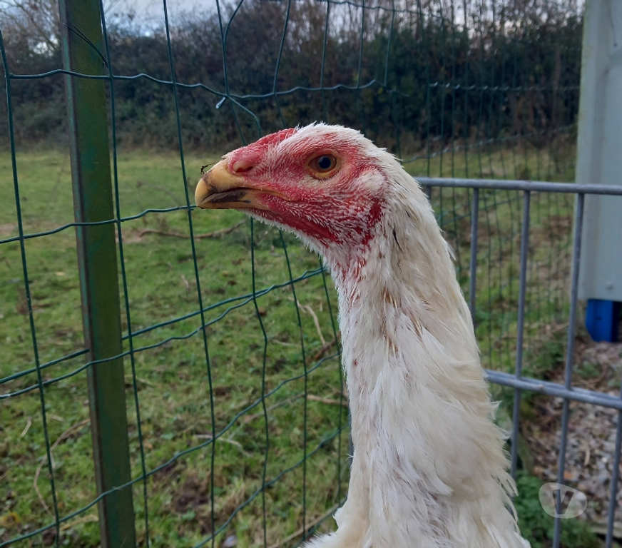 Vente Seine-Maritime Neufchatel en Bray - 76270 - Photos Vivastreet Coq et poule ohshamo