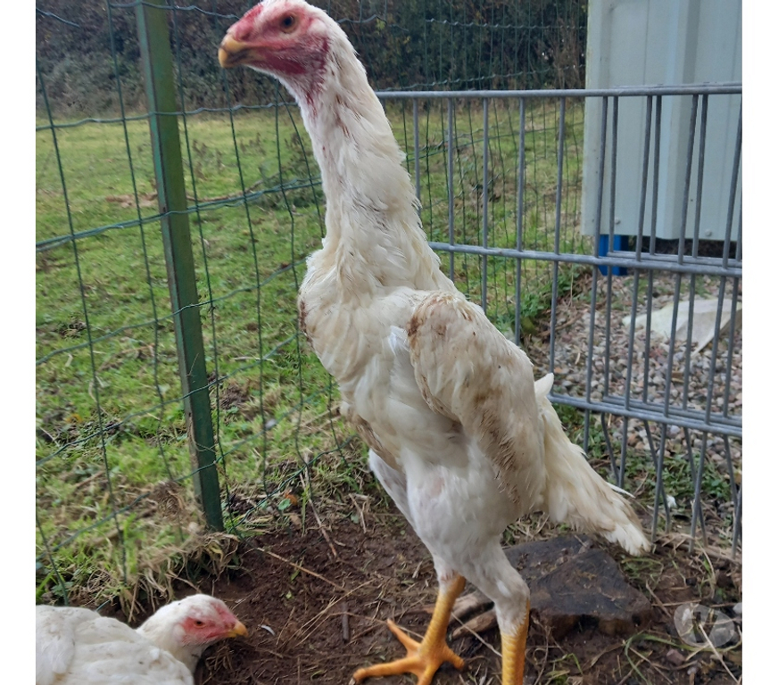 Vente Seine-Maritime Neufchatel en Bray - 76270 - Photos Vivastreet Coq et poule ohshamo