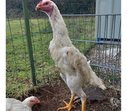 Vente Neufchatel en Bray Seine-Maritime - Photos Vivastreet Coq et poule ohshamo