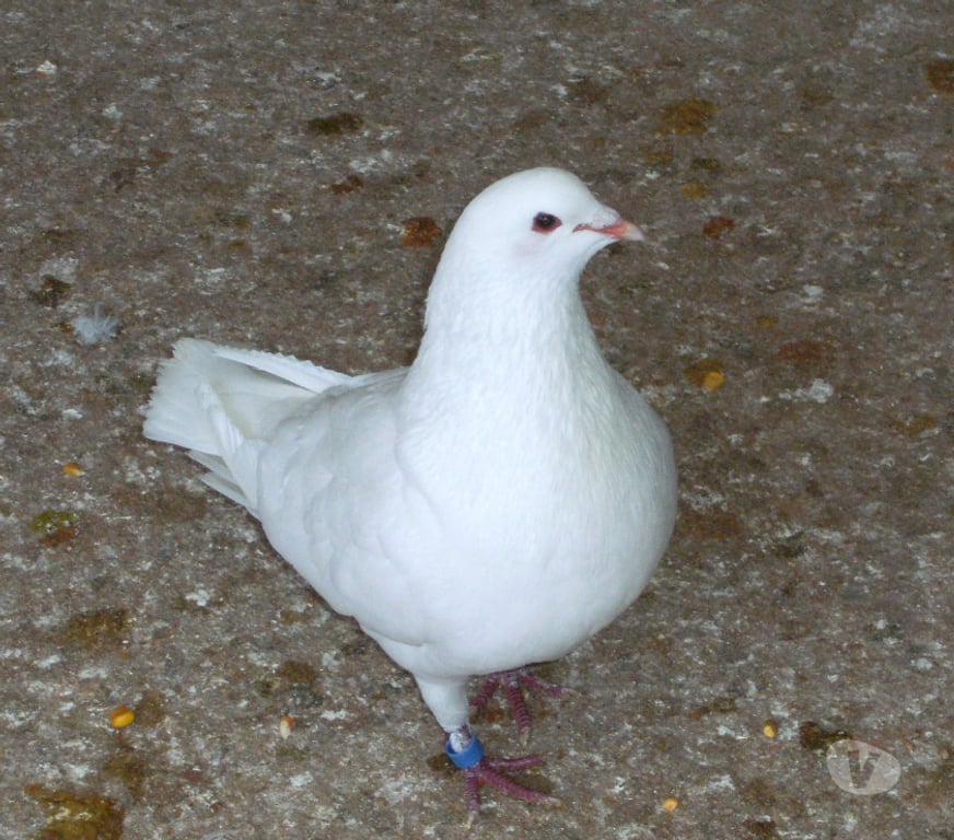 Vente Seine-et-Marne Bagneaux sur Loing - 77167 - Photos Vivastreet Pigeons reproducteurs hubbell blanc