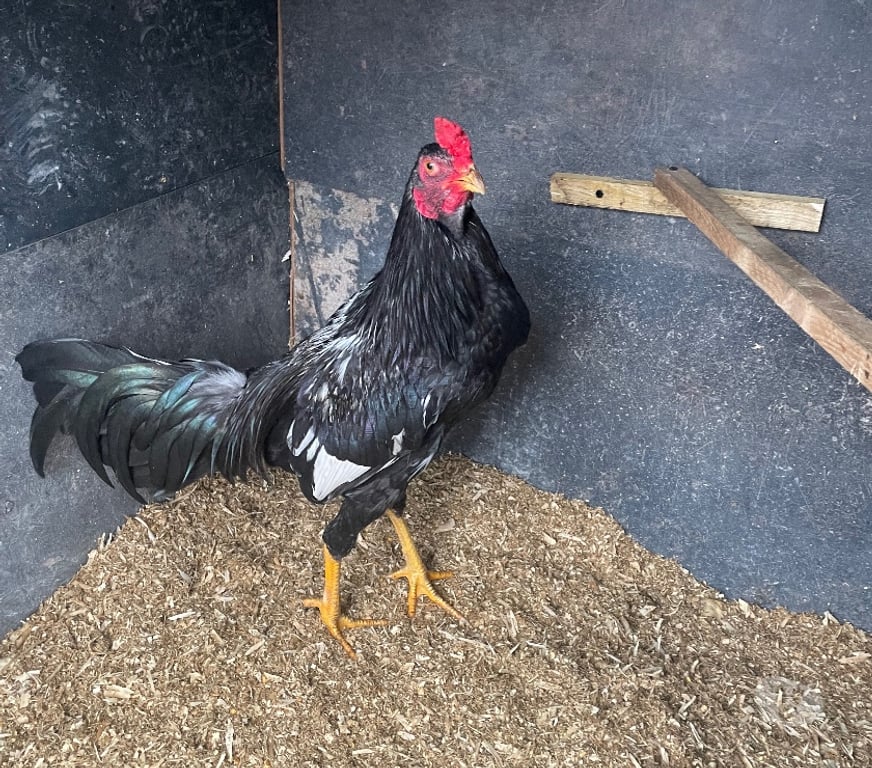 Vente Pas-de-Calais Avion - 62210 - Photos Vivastreet Coq et poule espagnol