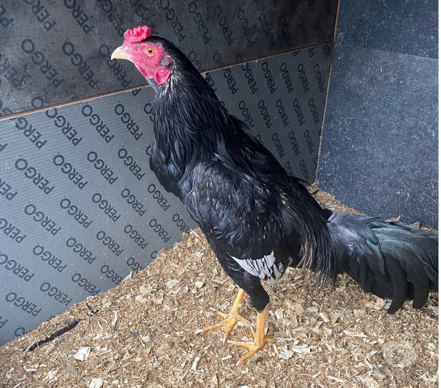 Vente Pas-de-Calais Avion - 62210 - Photos Vivastreet Coq et poule espagnol