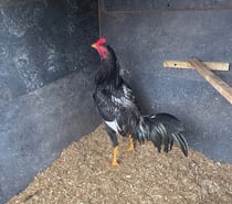 Coq et poule espagnol