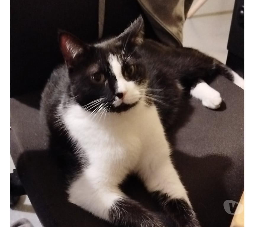 Don animaux Rhône Lyon - Photos Vivastreet NOUGAT, chat très affectueux et gentil