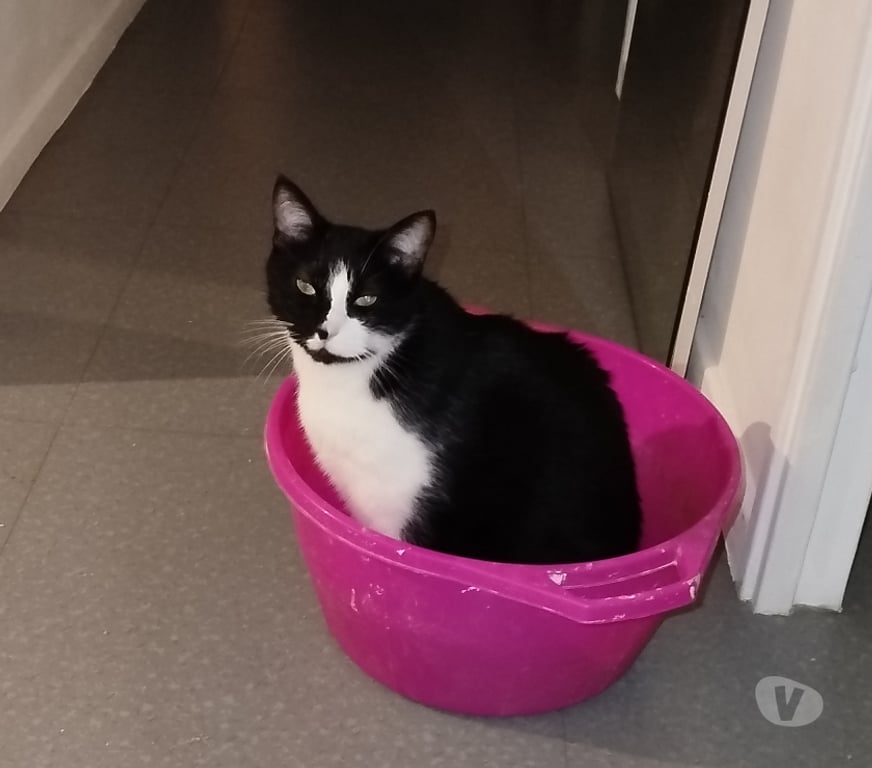 Don animaux Rhône Lyon - Photos Vivastreet NOUGAT, chat très affectueux et gentil