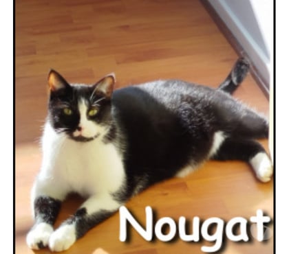 Don animaux Lyon Lyon - Photos Vivastreet NOUGAT, chat très affectueux et gentil