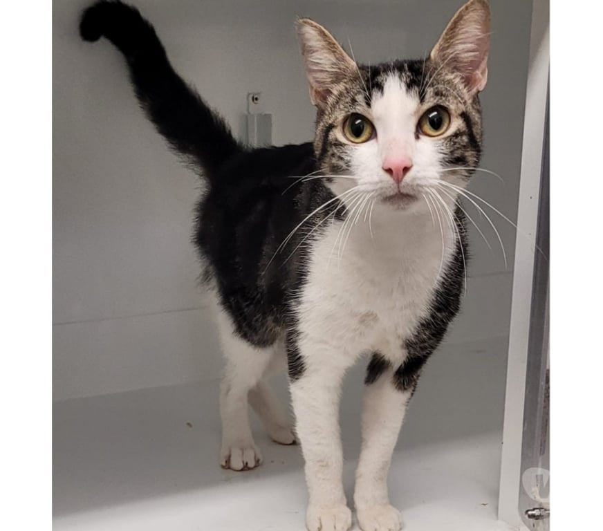 Don animaux Hérault Beziers - 34500 - Photos Vivastreet AKIO, chat blanc et tigré 1 an type européen non lof