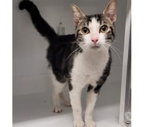 AKIO, chat blanc et tigré 1 an type européen non lof