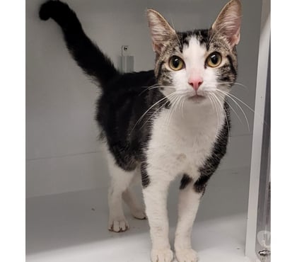 Don Beziers Hérault - Photos Vivastreet AKIO, chat blanc et tigré 1 an type européen non lof