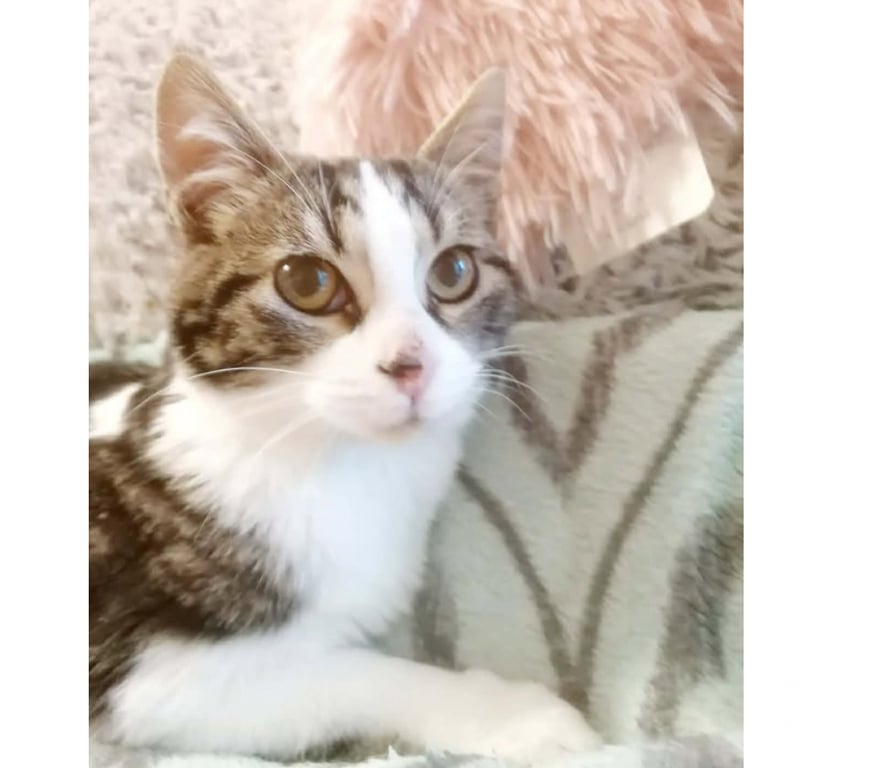 Don animaux Aude Carcassonne - Photos Vivastreet Angeline chaton femelle tres gentille cherche adoptants