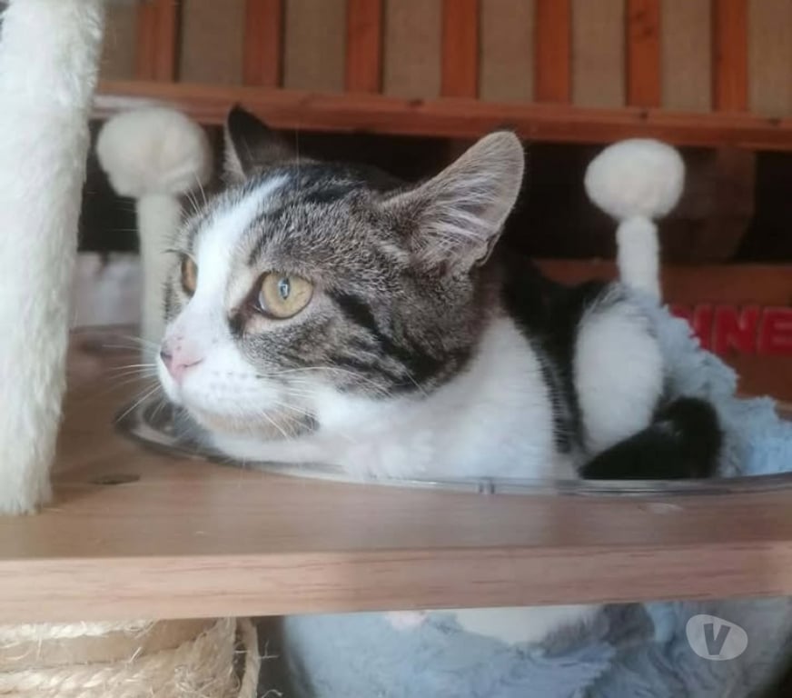 Don animaux Aude Carcassonne - Photos Vivastreet Angeline chaton femelle tres gentille cherche adoptants