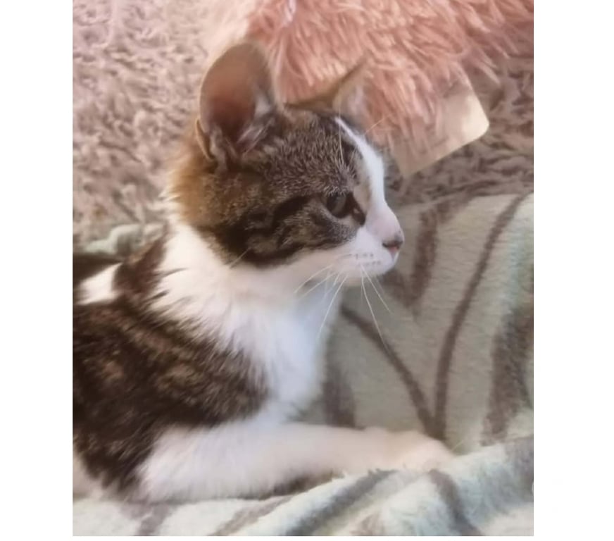 Don animaux Aude Carcassonne - Photos Vivastreet Angeline chaton femelle tres gentille cherche adoptants