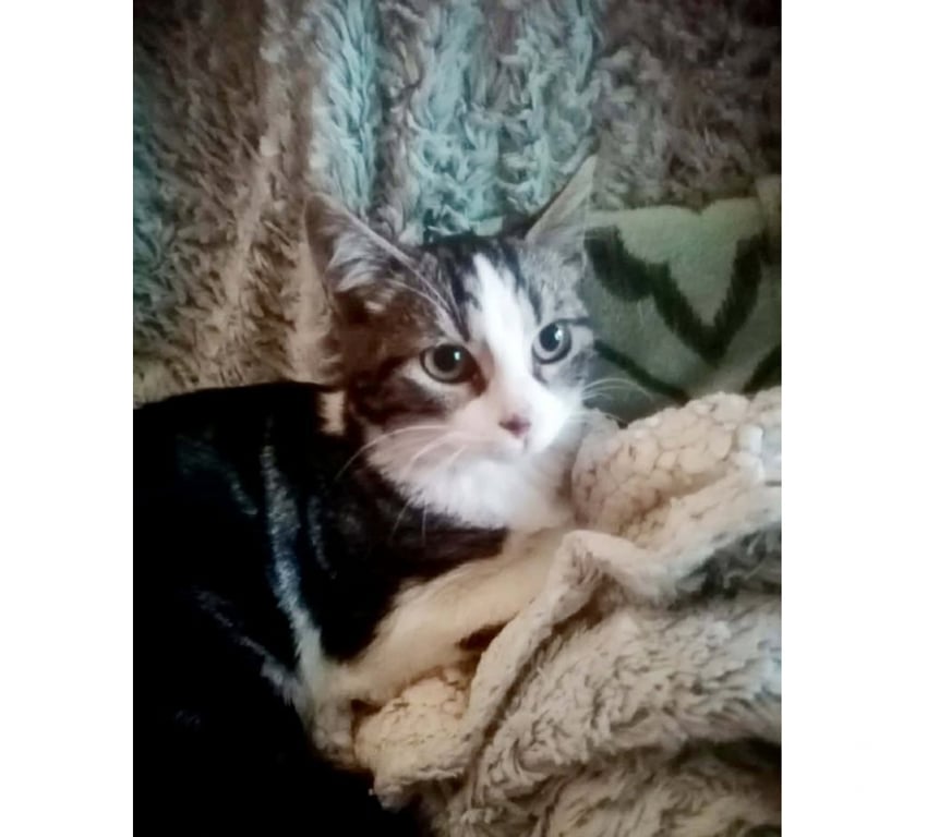 Don animaux Aude Carcassonne - Photos Vivastreet Angeline chaton femelle tres gentille cherche adoptants