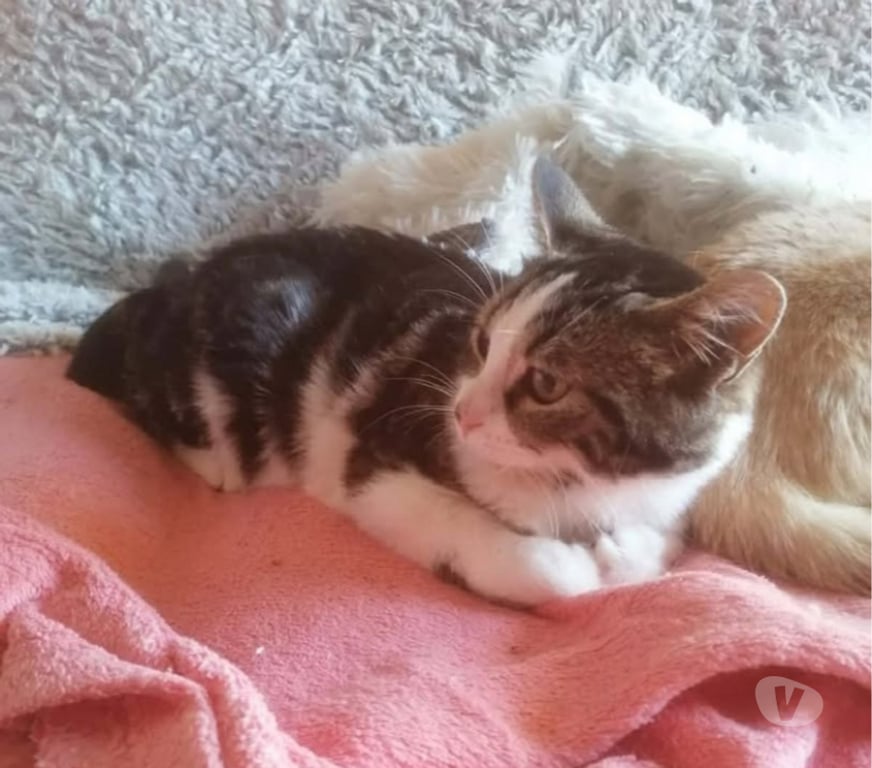 Don animaux Aude Carcassonne - Photos Vivastreet Angeline chaton femelle tres gentille cherche adoptants