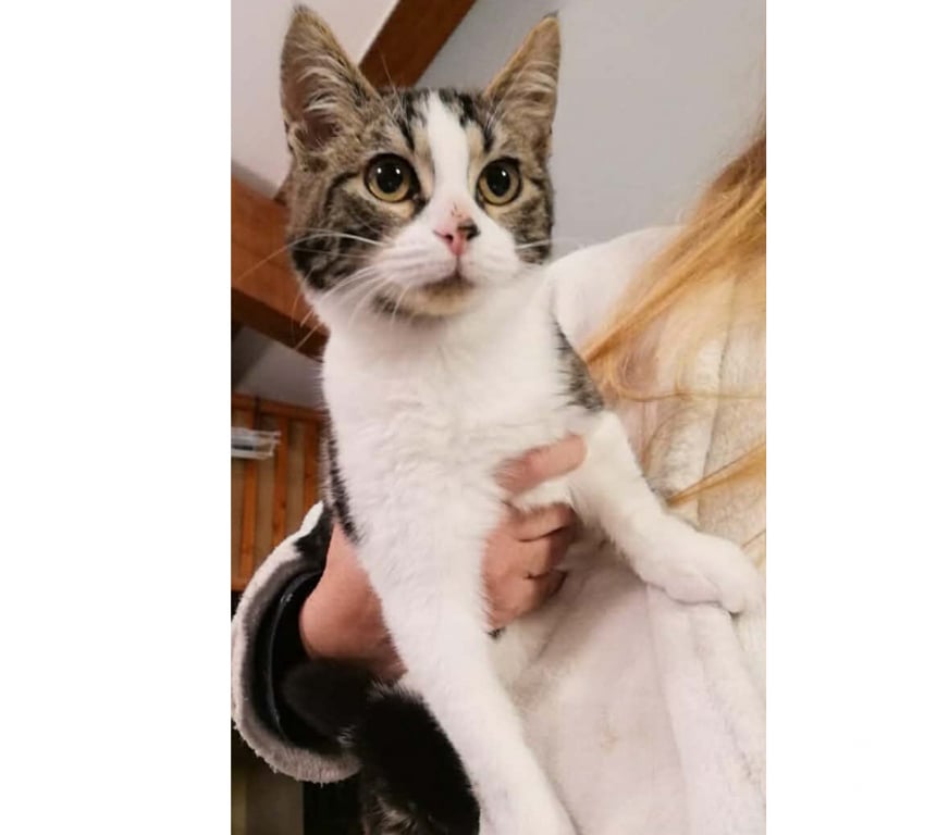 Don animaux Aude Carcassonne - Photos Vivastreet Angeline chaton femelle tres gentille cherche adoptants