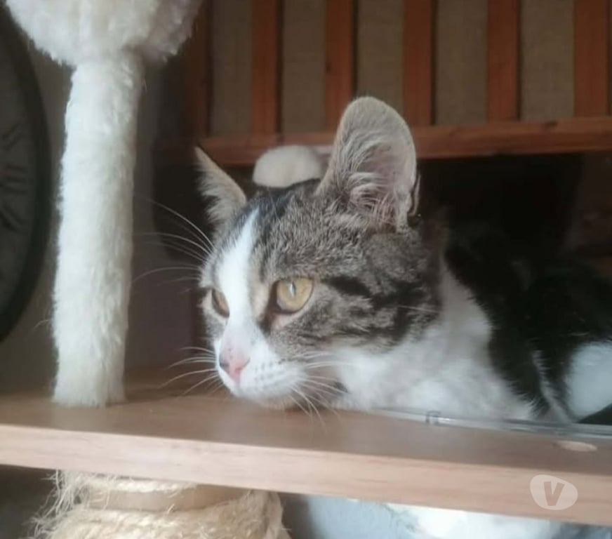 Don animaux Aude Carcassonne - Photos Vivastreet Angeline chaton femelle tres gentille cherche adoptants