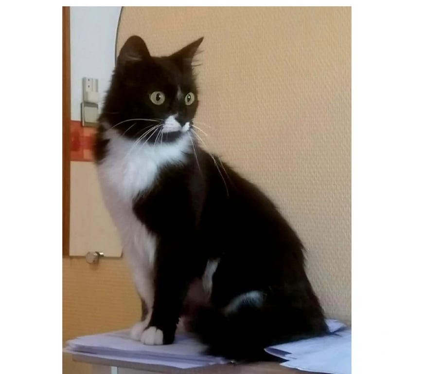 Don animaux Aude Carcassonne - Photos Vivastreet Alice adorable chatte 1 an poils mi longs caline a adopter