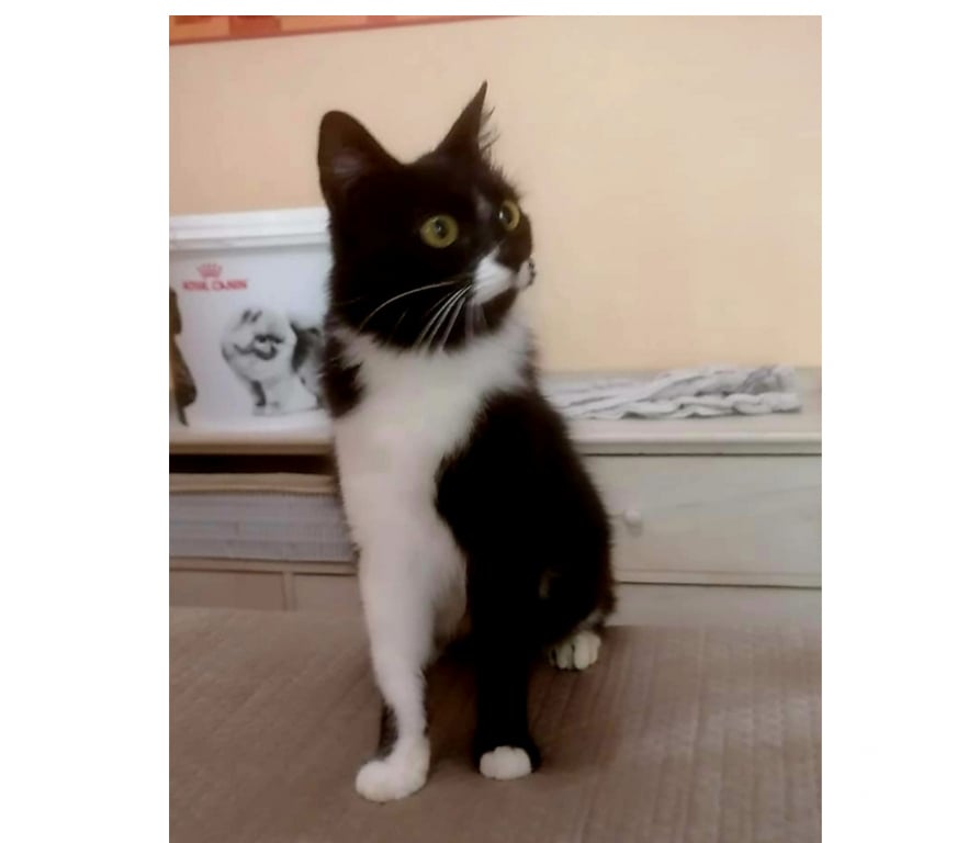 Don animaux Aude Carcassonne - Photos Vivastreet Alice adorable chatte 1 an poils mi longs caline a adopter