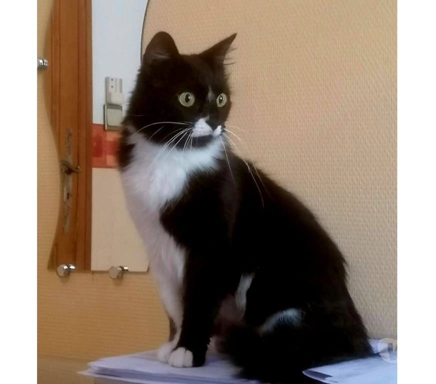 Don animaux Aude Carcassonne - Photos Vivastreet Alice adorable chatte 1 an poils mi longs caline a adopter