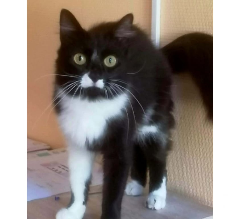 Don animaux Aude Carcassonne - Photos Vivastreet Alice adorable chatte 1 an poils mi longs caline a adopter