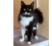 Alice adorable chatte 1 an poils mi longs caline a adopter