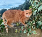 Genet chat roux senior tres calin cherche panier retraite