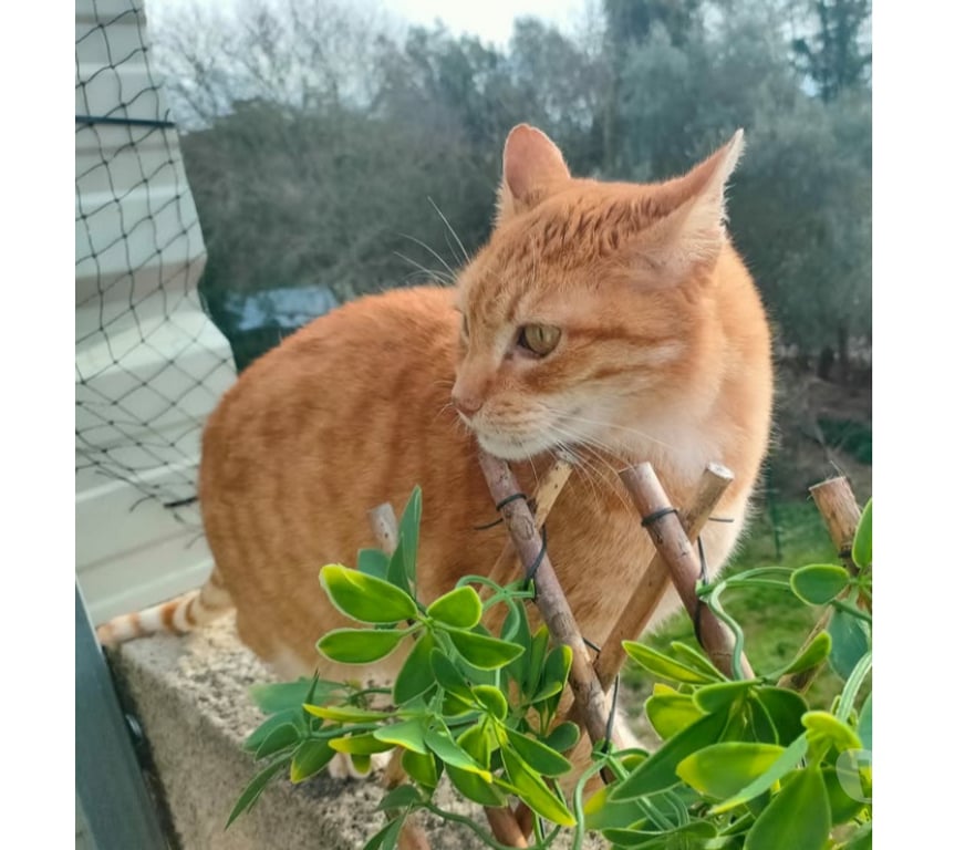 Don animaux Aude Carcassonne - Photos Vivastreet Genet chat roux senior tres calin cherche panier retraite