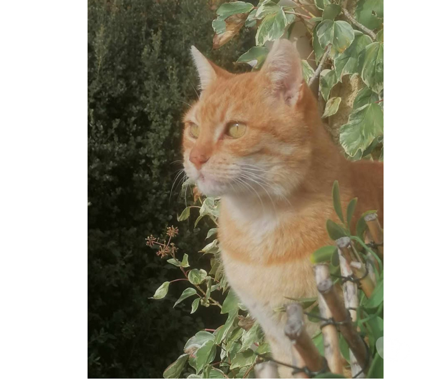 Don animaux Aude Carcassonne - Photos Vivastreet Genet chat roux senior tres calin cherche panier retraite