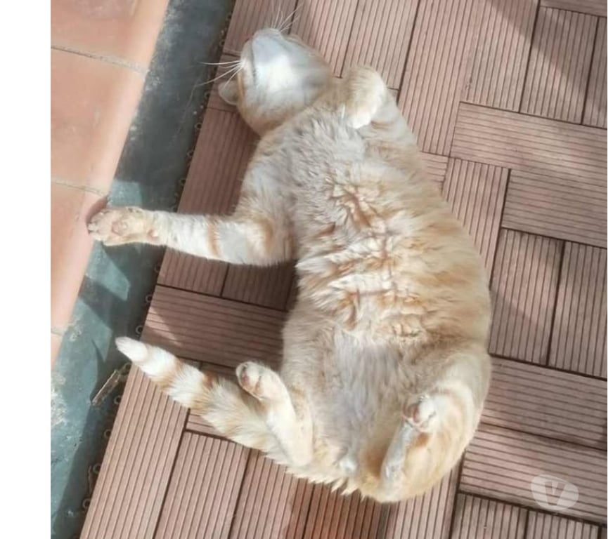 Don animaux Aude Carcassonne - Photos Vivastreet Genet chat roux senior tres calin cherche panier retraite