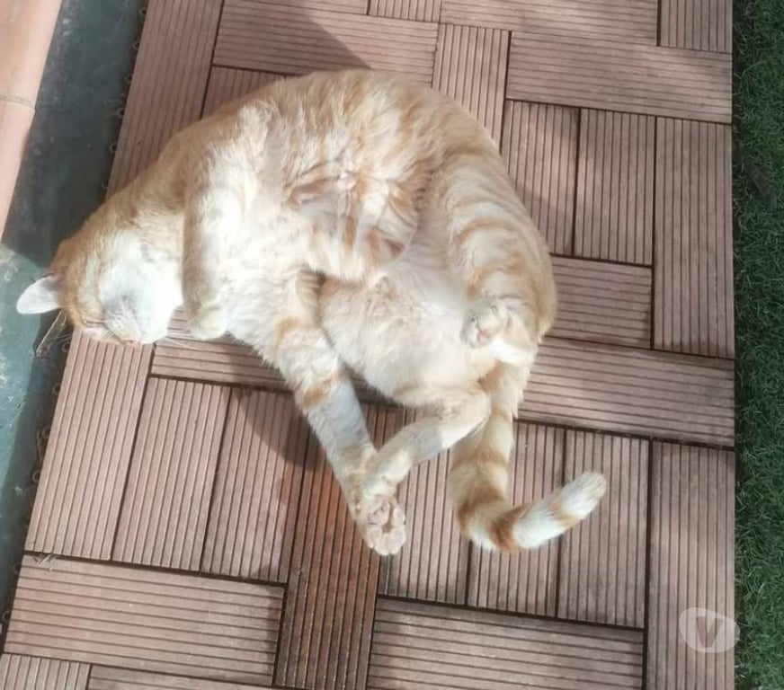 Don animaux Aude Carcassonne - Photos Vivastreet Genet chat roux senior tres calin cherche panier retraite