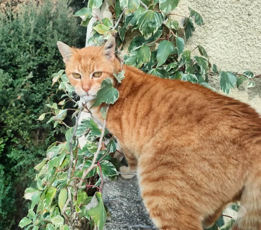 Don animaux Aude Carcassonne - Photos Vivastreet Genet chat roux senior tres calin cherche panier retraite