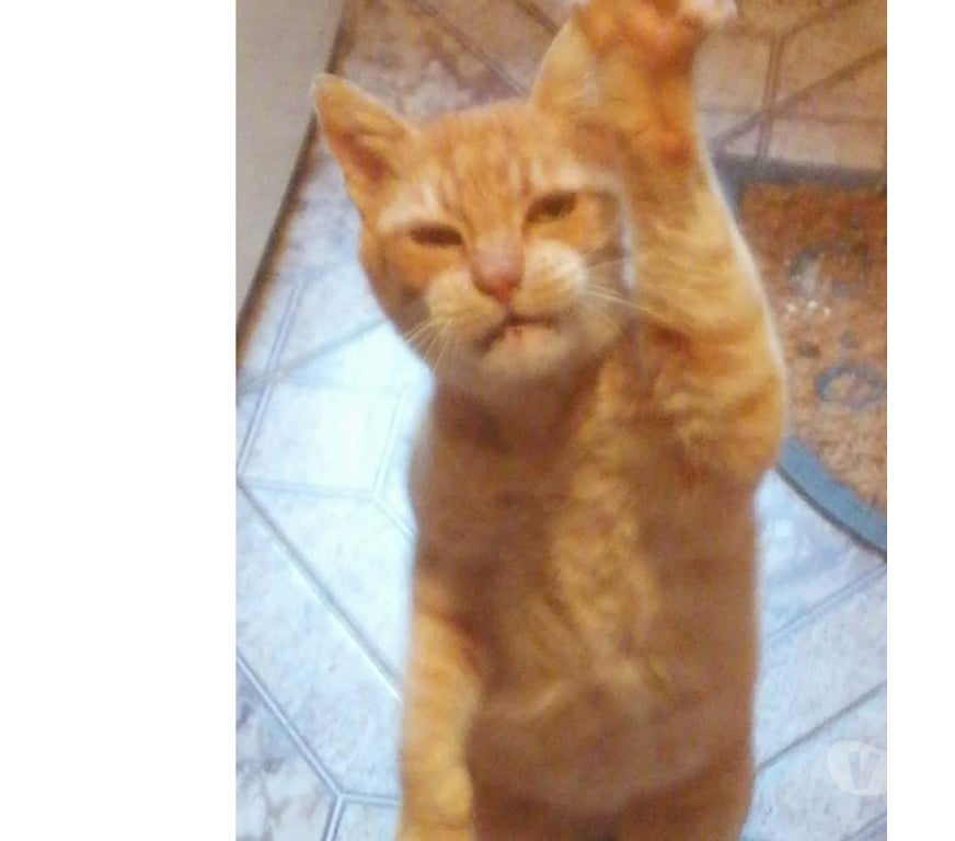 Don animaux Aude Carcassonne - Photos Vivastreet Genet chat roux senior tres calin cherche panier retraite