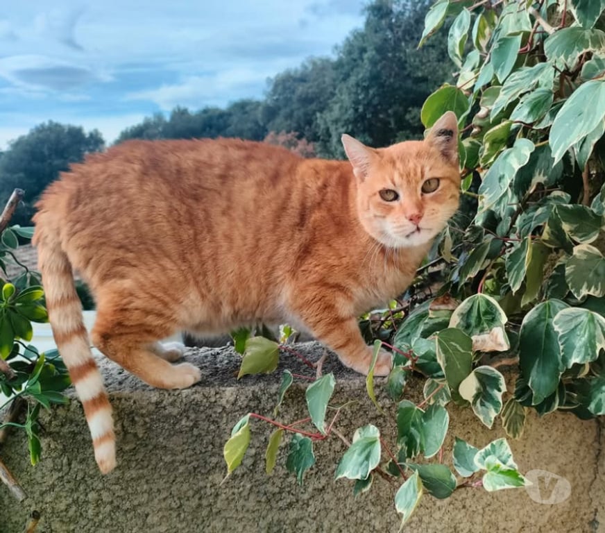 Don animaux Aude Carcassonne - Photos Vivastreet Genet chat roux senior tres calin cherche panier retraite