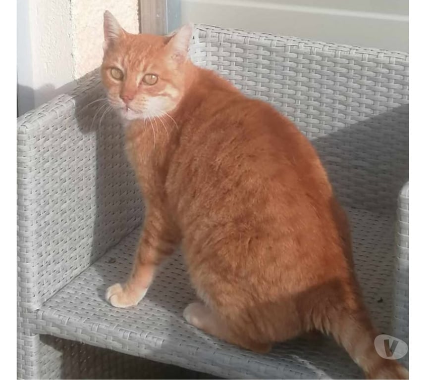 Don animaux Aude Carcassonne - Photos Vivastreet Genet chat roux senior tres calin cherche panier retraite