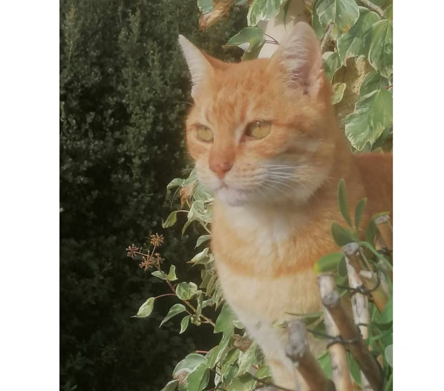 Don animaux Aude Carcassonne - Photos Vivastreet Genet chat roux senior tres calin cherche panier retraite