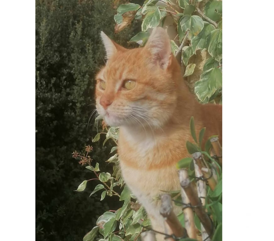 Don animaux Aude Carcassonne - Photos Vivastreet Genet chat roux senior tres calin cherche panier retraite