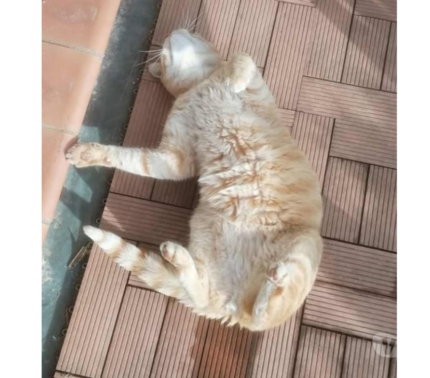 Don animaux Aude Carcassonne - Photos Vivastreet Genet chat roux senior tres calin cherche panier retraite