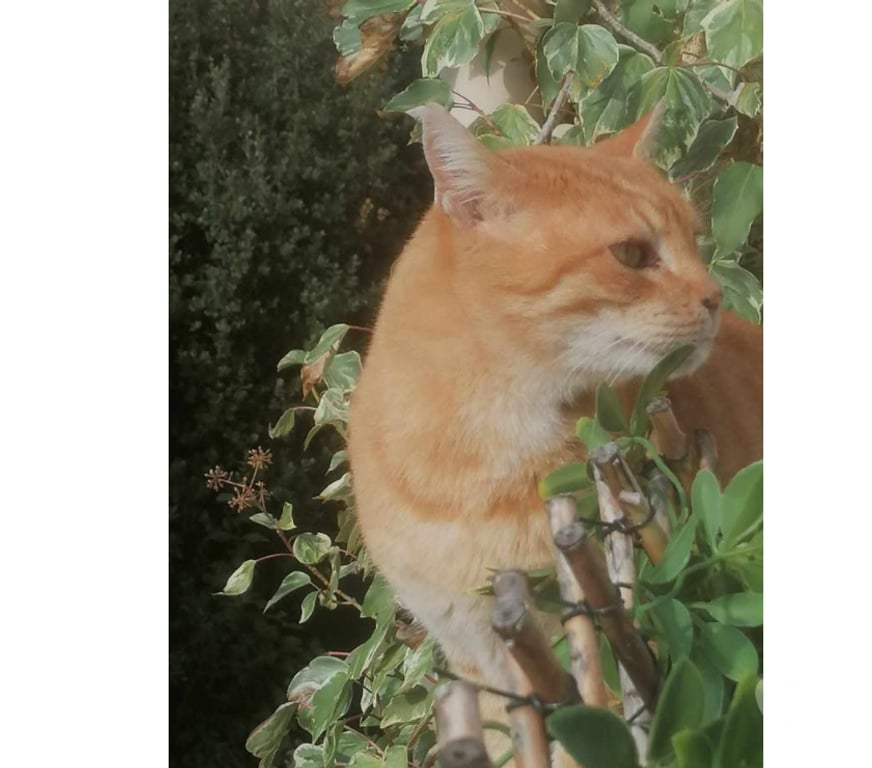 Don animaux Aude Carcassonne - Photos Vivastreet Genet chat roux senior tres calin cherche panier retraite