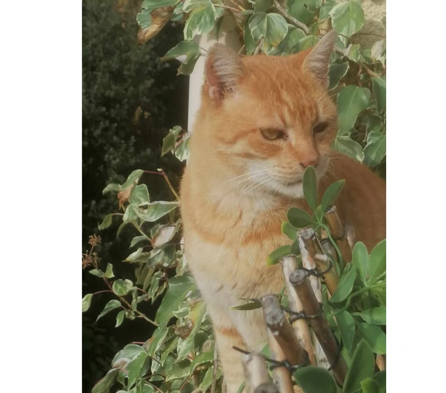 Don animaux Aude Carcassonne - Photos Vivastreet Genet chat roux senior tres calin cherche panier retraite