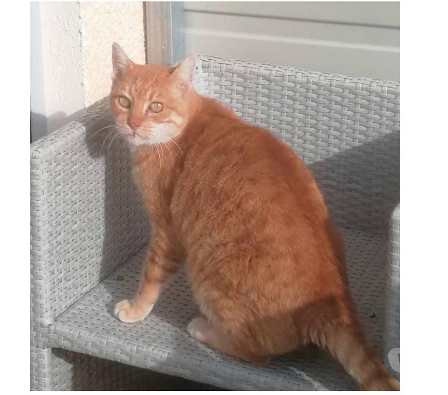 Don animaux Aude Carcassonne - Photos Vivastreet Genet chat roux senior tres calin cherche panier retraite