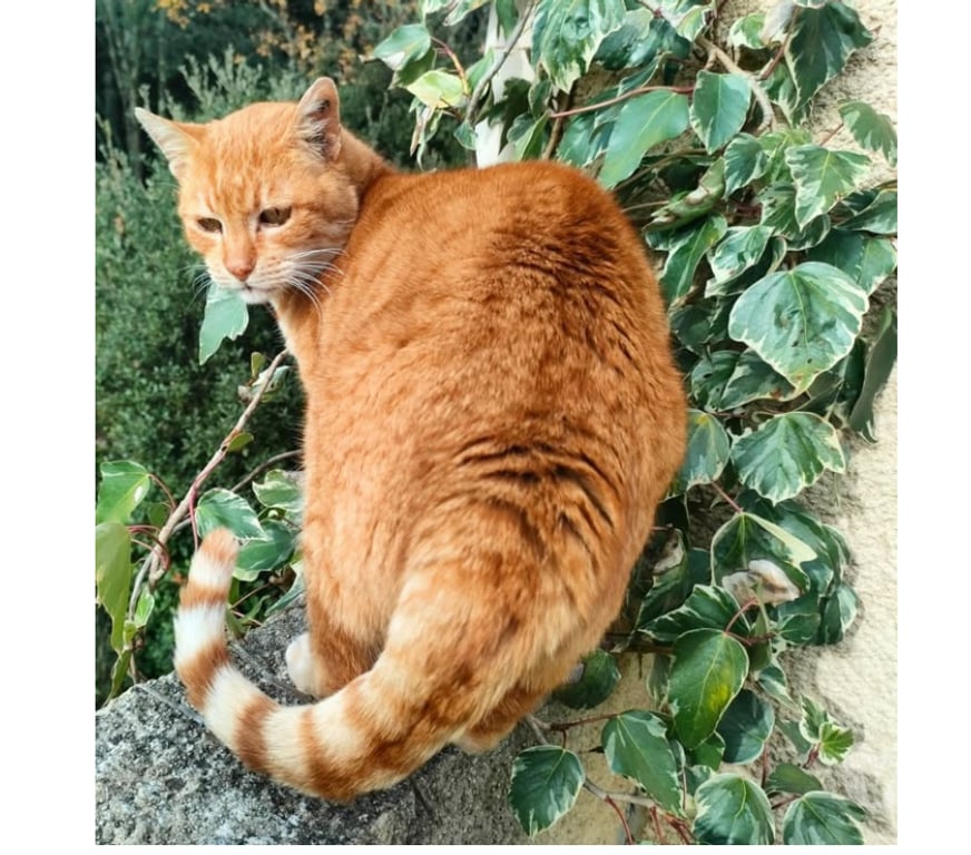 Don animaux Aude Carcassonne - Photos Vivastreet Genet chat roux senior tres calin cherche panier retraite
