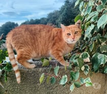 Photos Vivastreet Genet chat roux senior tres calin cherche panier retraite