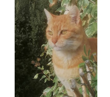 Adoption animaux Carcassonne Carcassonne - Photos Vivastreet Genet chat roux senior tres calin cherche panier retraite