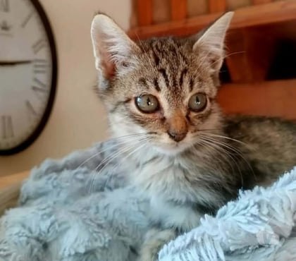 Adoption animaux Carcassonne Carcassonne - Photos Vivastreet Arlequin chaton 2 mois cherche adoptants serieux