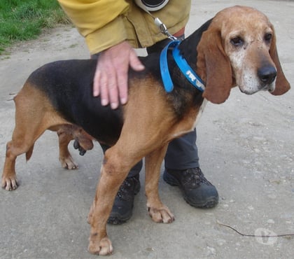 Don animaux Diemoz Isère - Photos Vivastreet BRUNO, chien type bruno du jura, 8 ans non lof