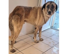 ALPIN, chien type Kangal, 2 ans non lof