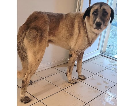 Adoption animaux Beziers Hérault - Photos Vivastreet ALPIN, chien type Kangal, 2 ans non lof