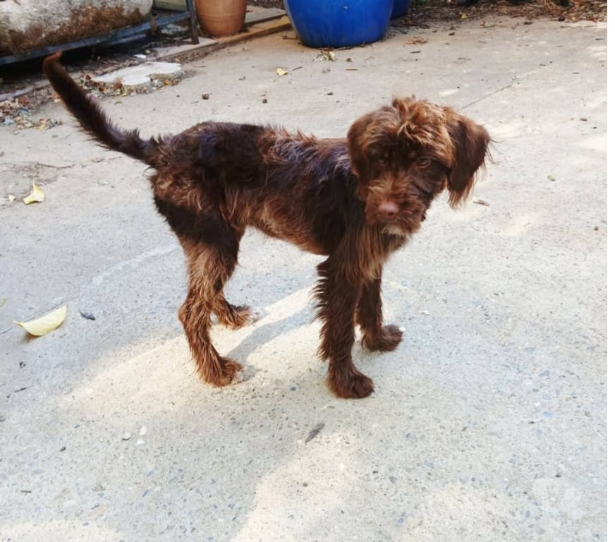 Don animaux Aude Carcassonne - Photos Vivastreet Lia chiot femelle adorable cherche adoptants serieux