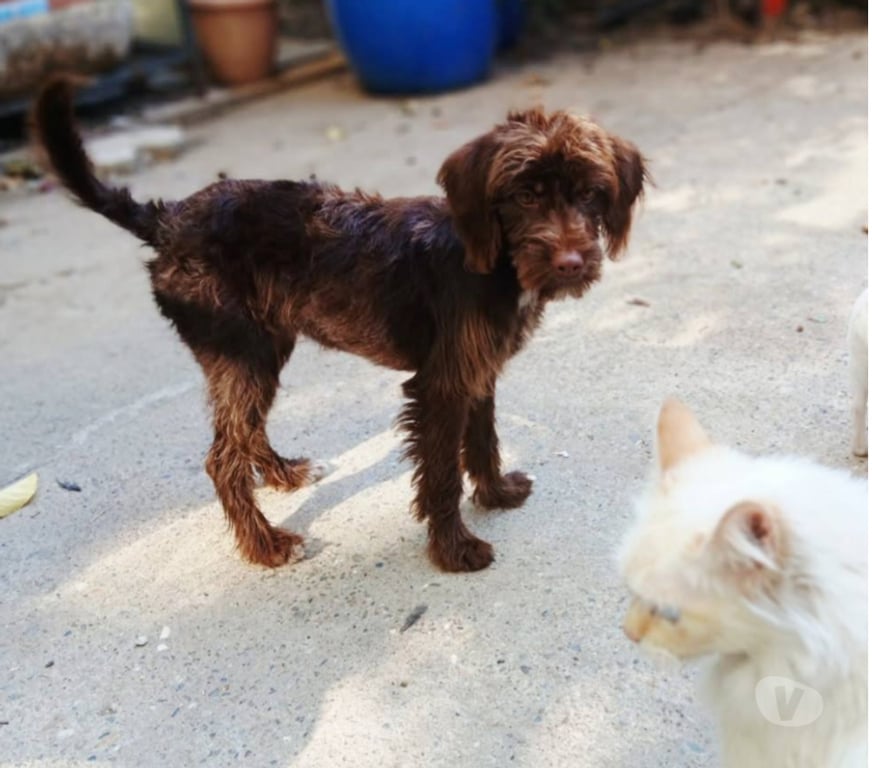 Don animaux Aude Carcassonne - Photos Vivastreet Lia chiot femelle adorable cherche adoptants serieux